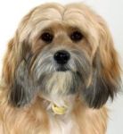 benji The Newest but Real Benji