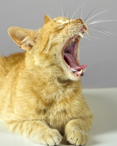 Inside Magic Image of Mini Tiger - Rare but Scary